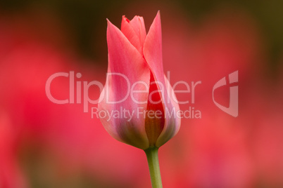 rote Tulpen