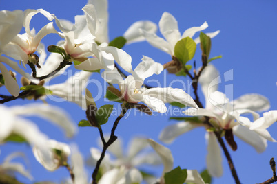 Magnolie