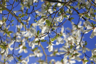 Magnolie Magnolie