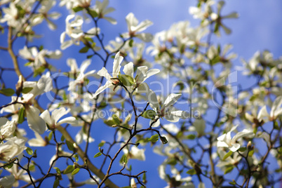 Magnolie
