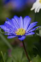 Beautiful blue Anemone blanda