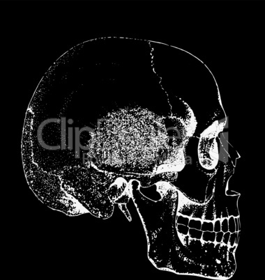 human skull/ menschlicher Schädel