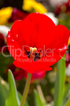 Red Tulip isolated in closeup view