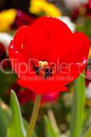 Red Tulip isolated in closeup view