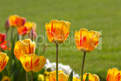 Yellow Tulips in closeup view