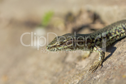 Lizard in very close view