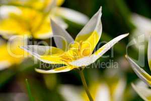 Yellow Tulip closeup