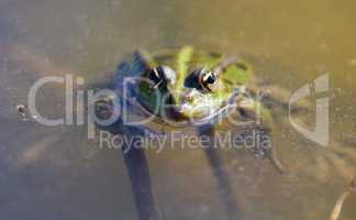 Detailes frog