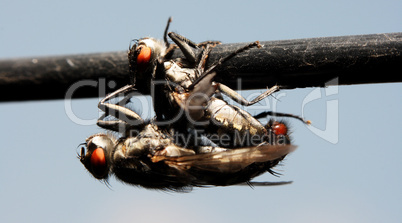 Two large black fly in the breeding