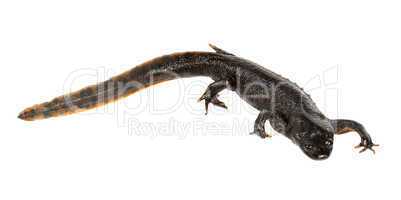 Newt on the white background