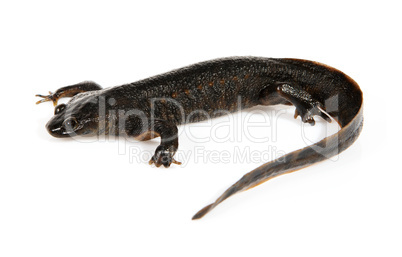 Newt (Triturus vulgaris)