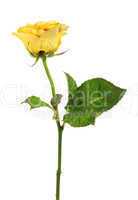 Yellow rose on the white background