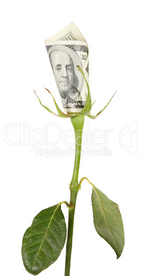 Flower of the American dollar on the white