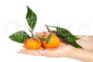 Mandarins with green leaves in the hands on the white background