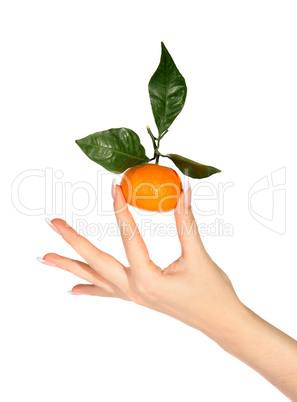 Mandarins with green leaves in the hands