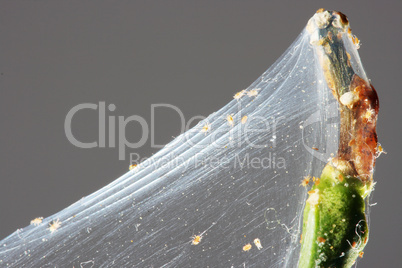 Spider mite on the branch of a lemon