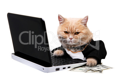 Red cat sitting on the laptop, dollar