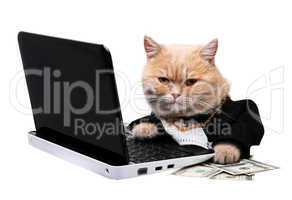 Red cat sitting on the laptop, dollar