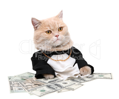Red cat sitting on the dollar, Christmas, New Year