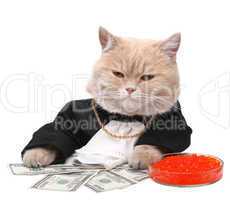 Red cat sitting on the dollar on the white background, Christmas