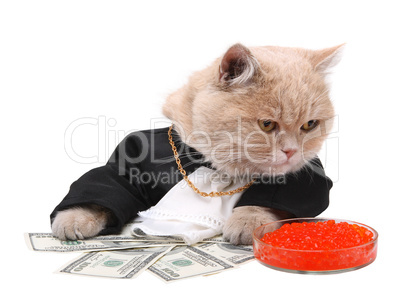 Red cat sitting on the dollar, Christmas, New Year