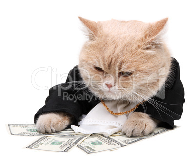 Red cat sitting on the dollar, Christmas, New Year