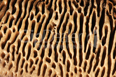 Texture agaric macro, mushroom