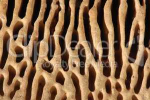 Texture agaric macro, mushroom