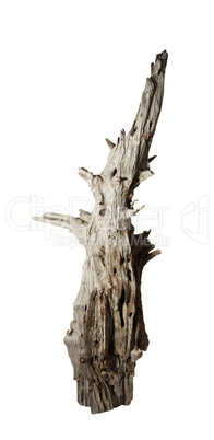 Decomposed old snag tree on the white background