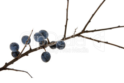 branch of sloe, blackthorn on the white (Prunus spinosa)