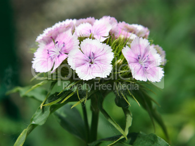 Carnation flowers on a background of green leaves