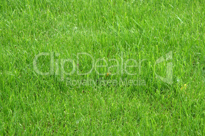 Texture green young grass