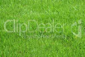 Texture green young grass