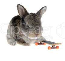 Little rabbit on a skateboard