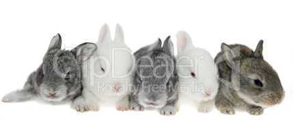Five little rabbits in a row