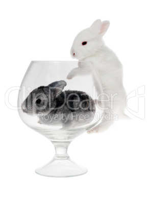 Rabbit in the glass