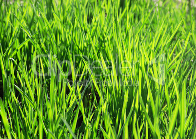 Texture green young grass