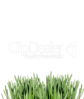 Isolated green grass