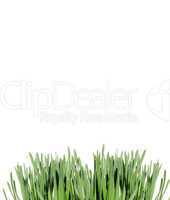 Isolated green grass