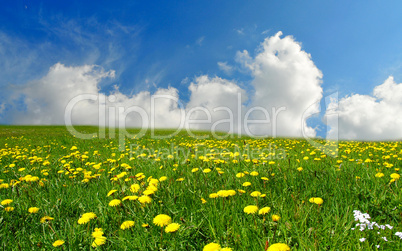 Landschaft Wolken Wiese Blumen