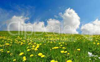 Landschaft Wolken Wiese Blumen