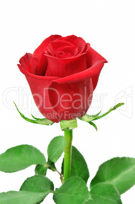 Beautiful red rose