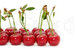 cherries