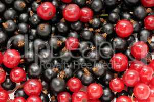 red currant and  black currant