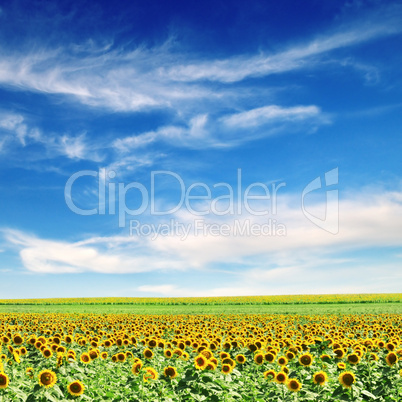 sunflower field