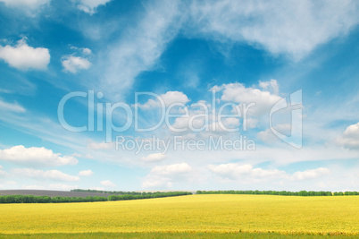 meadow and blue sky