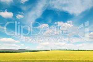 meadow and blue sky