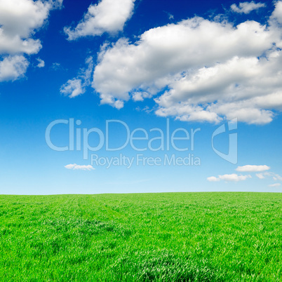 meadow and blue sky