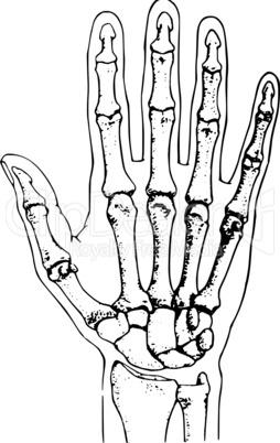 Skelett der Hand/ Hand Skeleton
