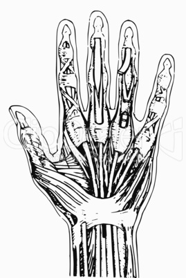 Sehnen und Muskeln der Hand/Tendons and muscles of the hand